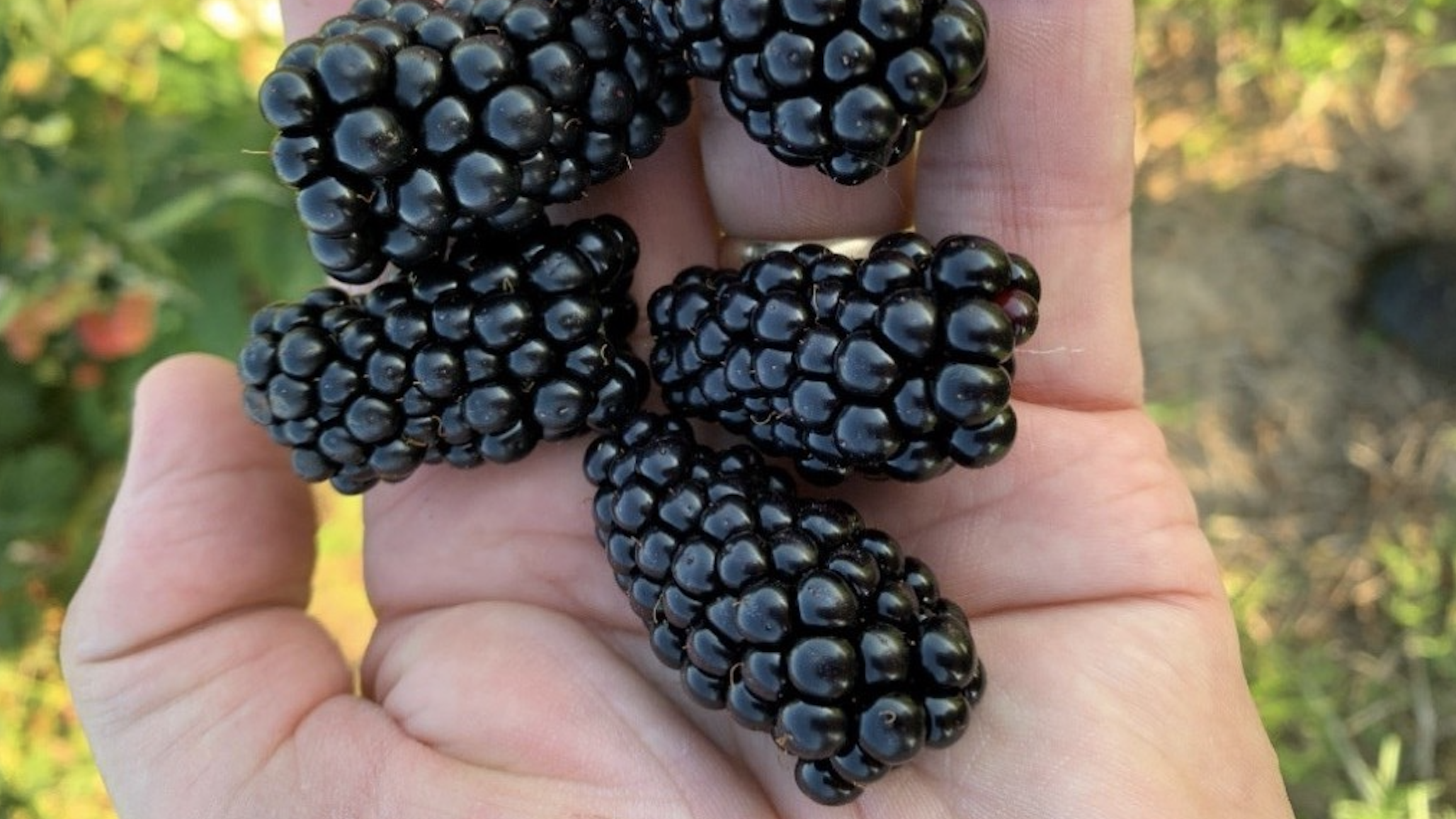 New ‘Prime-Ark® Horizon’ Blackberry