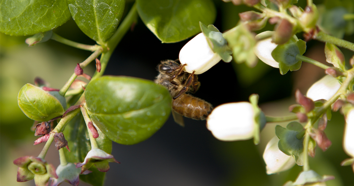 In Story of Blueberries & Bees, Scientists Play Matchmaker