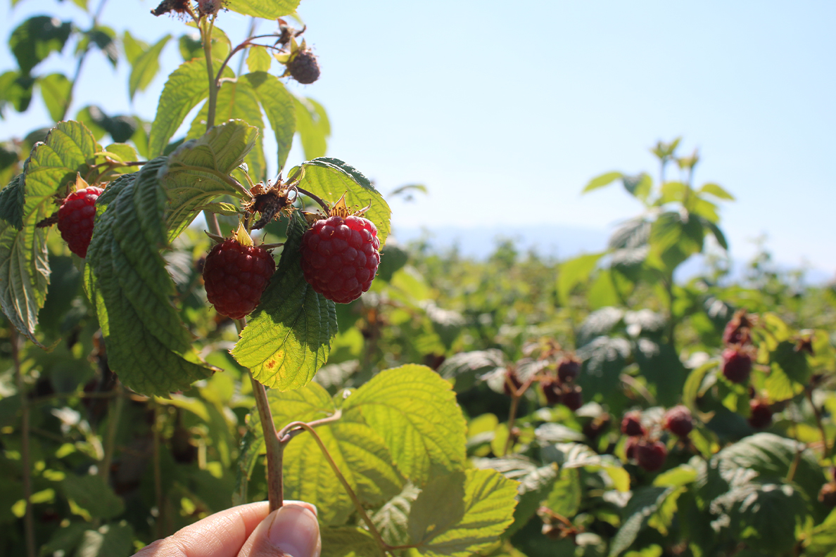 How Berry Growers Put Dairies’ Plentiful Waste Products to Use