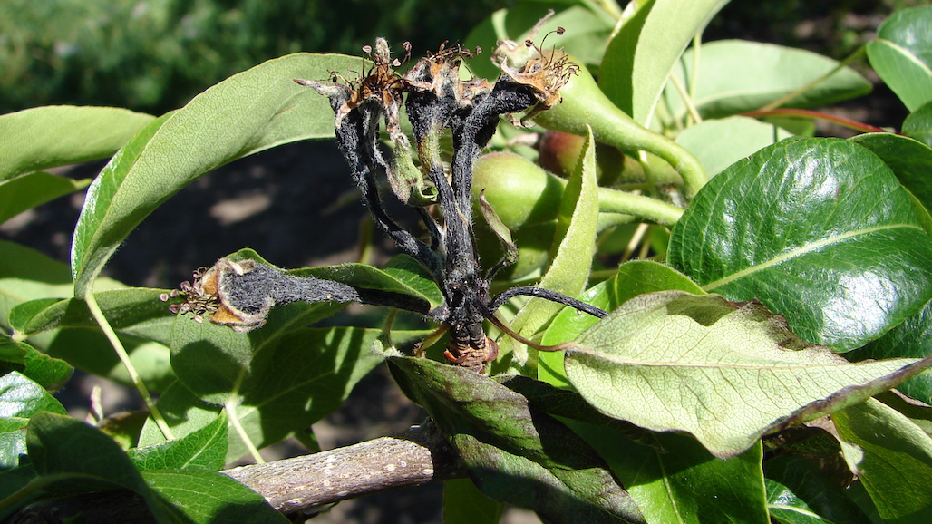 After 100 years, Cornell University Plant Pathologists Revisit Fire Blight Hypothesis