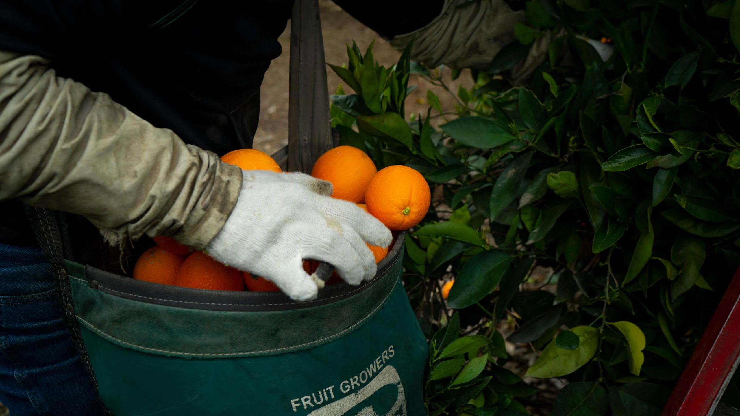 Korea Remains a Steady Market for California Citrus