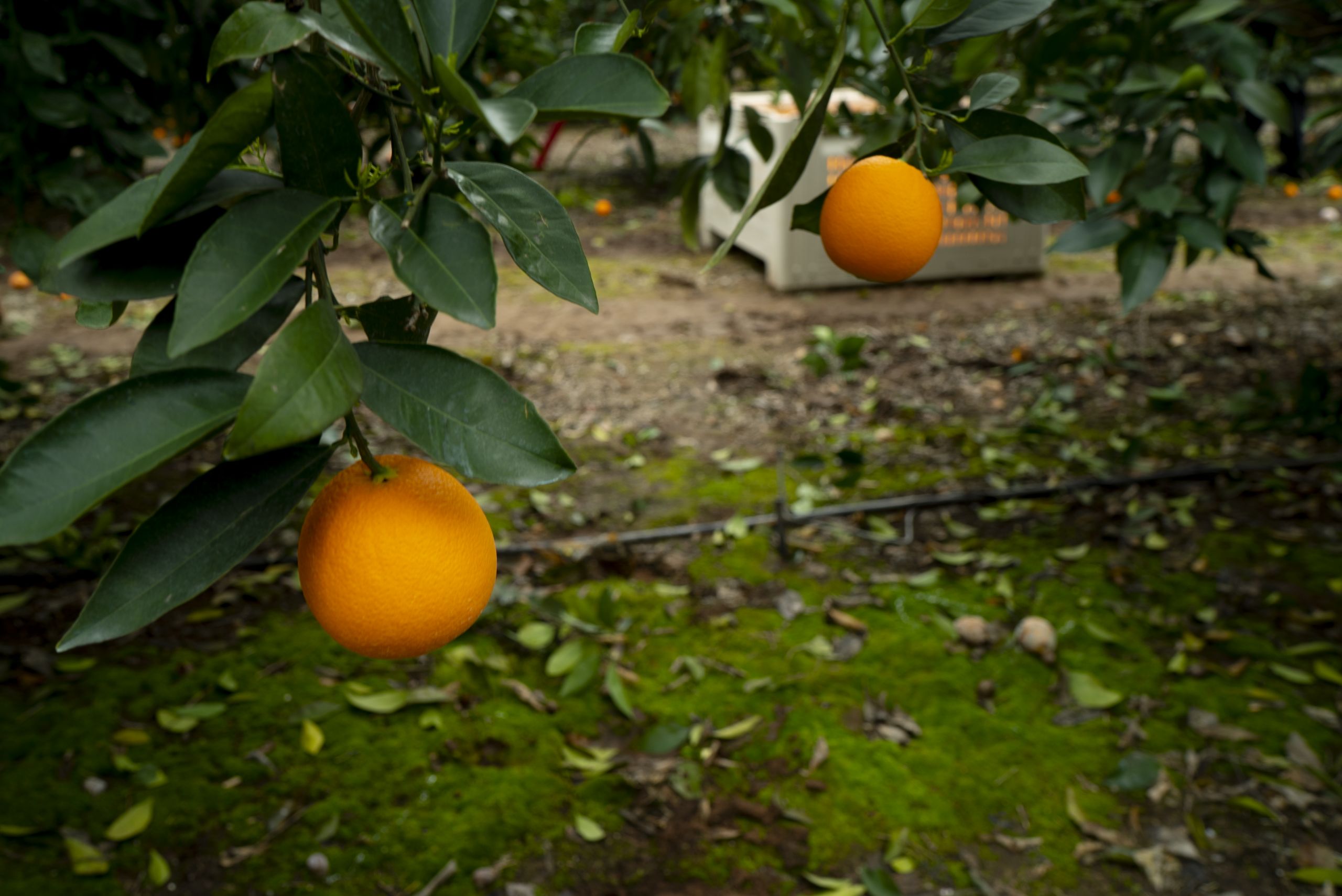 Egypt Maintains its Position as the World Leading Orange Exporter