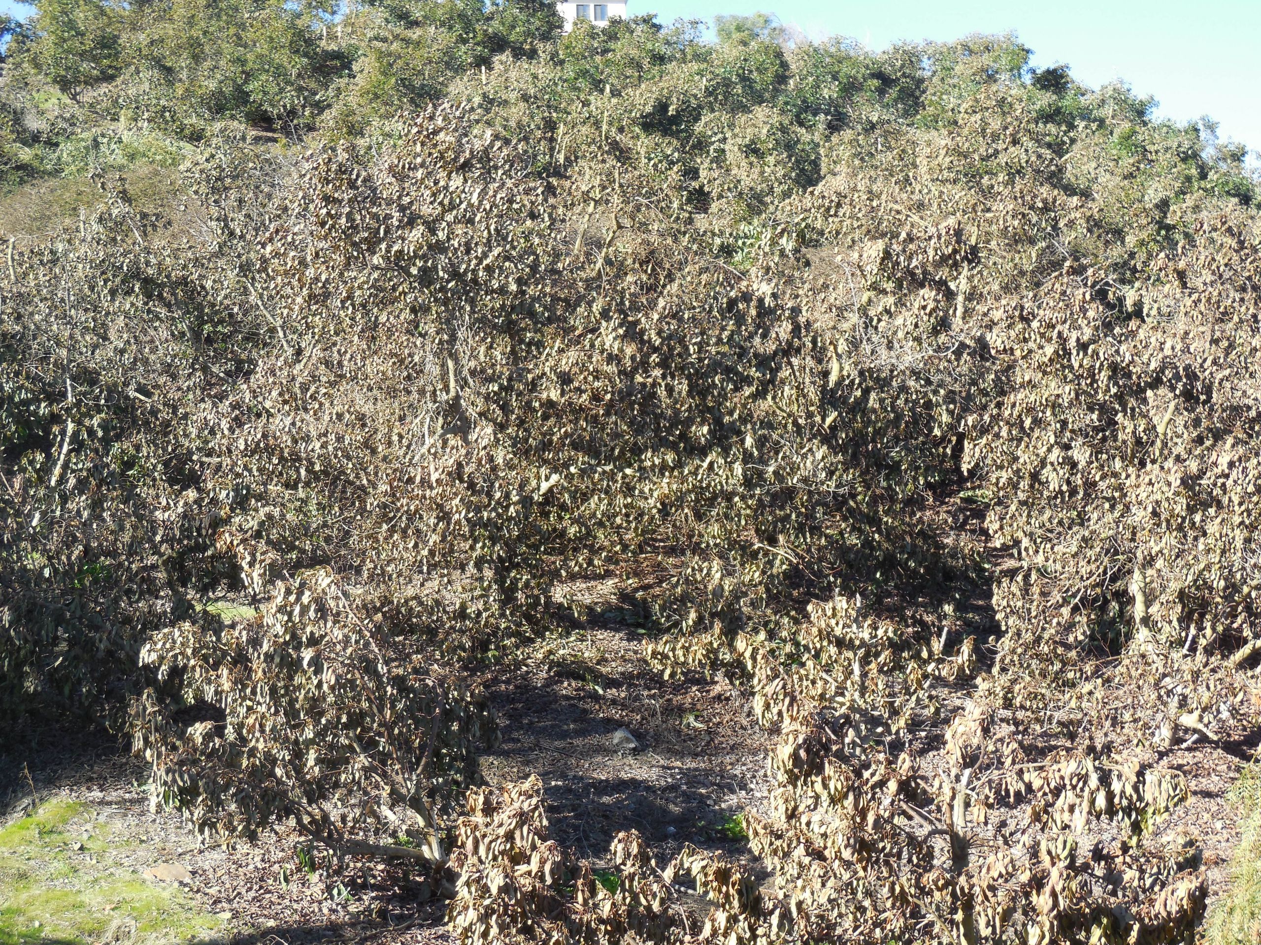 Drier La Niña Winter Conditions Can Contribute To Sudden Freezes