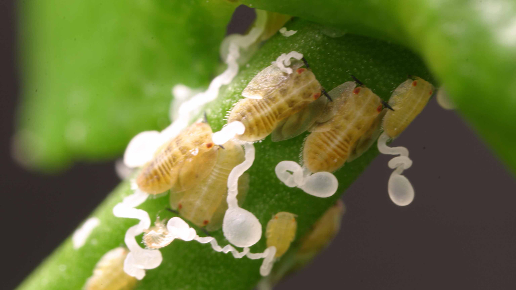 Stay Vigilant with Asian Citrus Psyllid Finds on the Rise