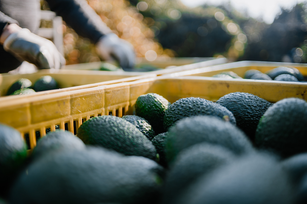 2021 CA Avocado Crop Estimate & Harvest Projections