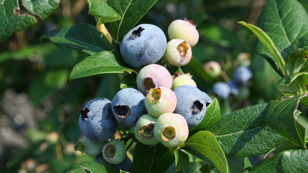 U.S. Blueberry Farmers Testify to ITC of Import Harm