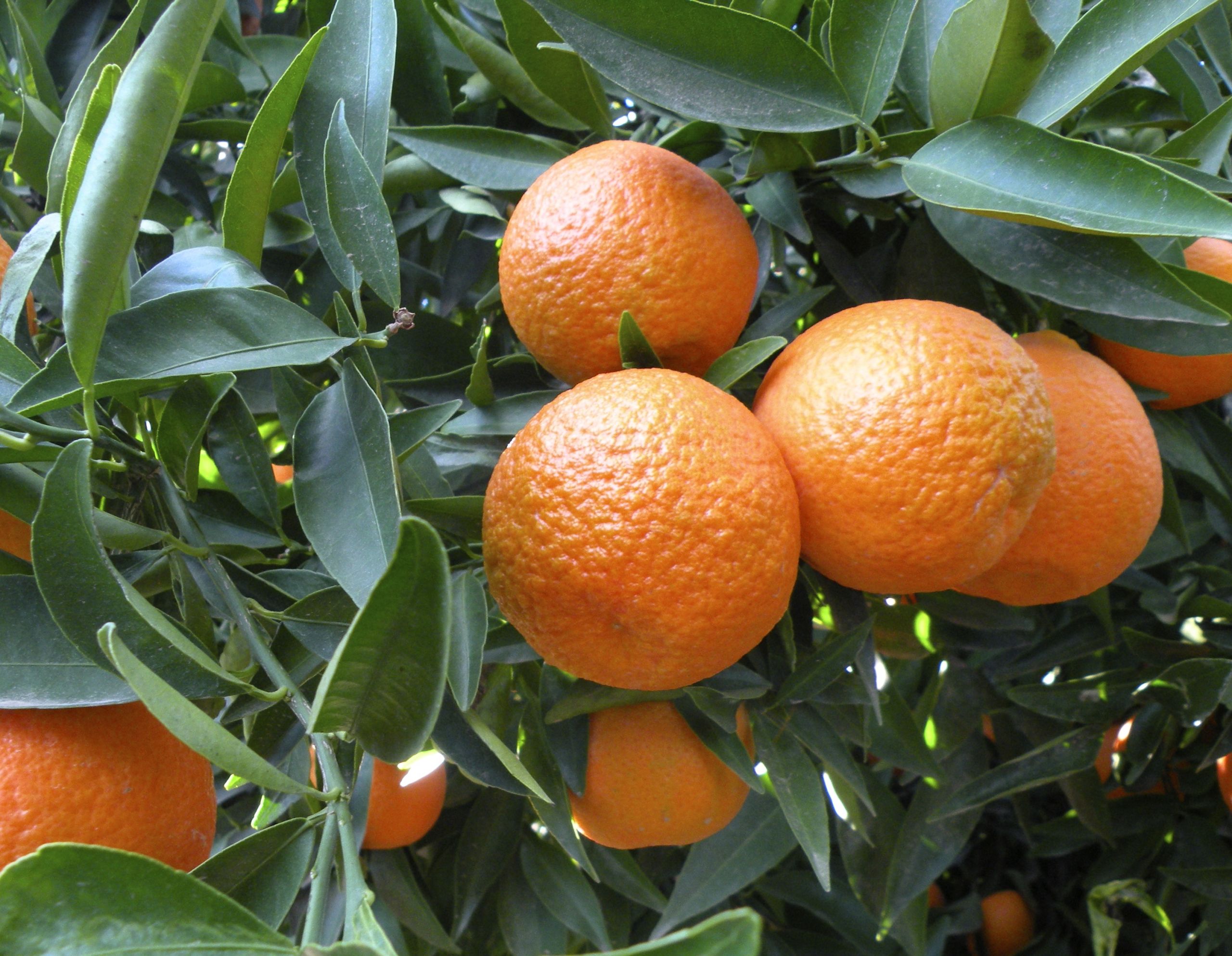 Novel Treatment Causes Killer Citrus Disease to Leak & Die