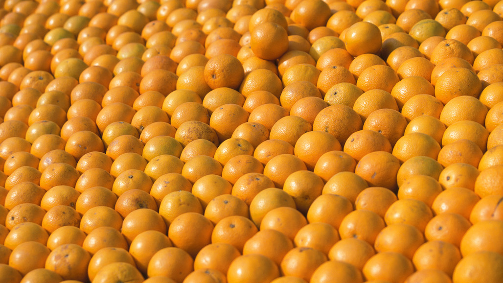 Demand for Imported Citrus Softens in China