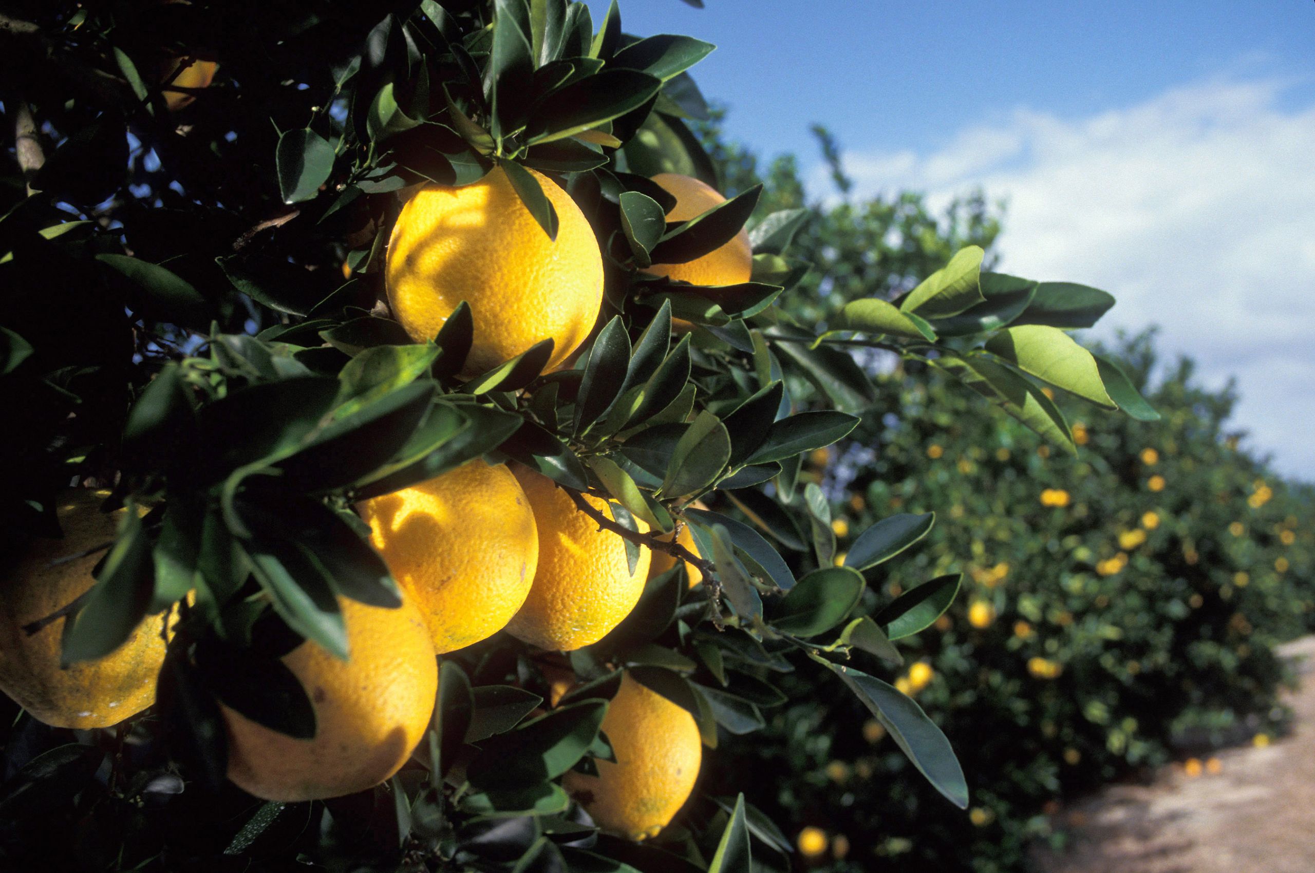 Costa Rican Orange Production Declines (Major Juice Importer)