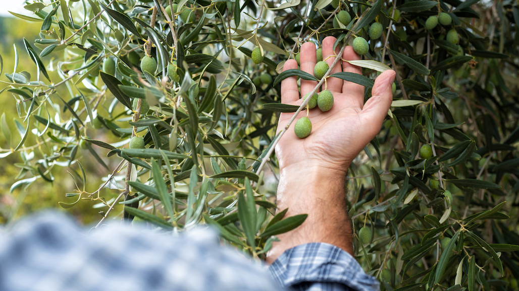 CA Olive Ranch Kicks Off New Year with Renewed Commitment to Consumer Transparency & Sustainability