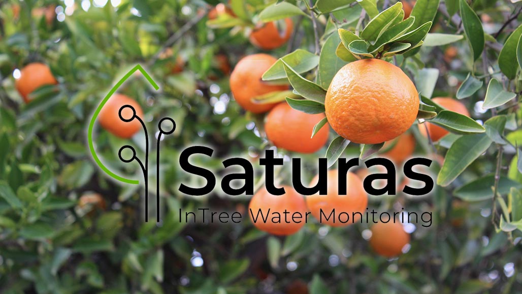 Monitoring Stem Water Potential in Citrus (Case Studies)