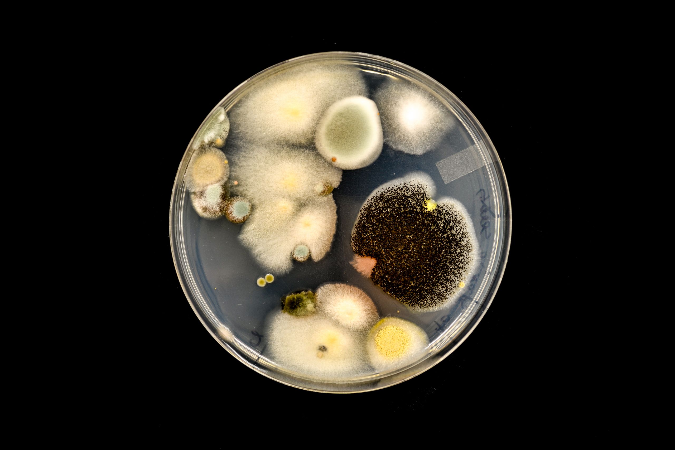 Root Bacteria Could Help Defeat Fatal Citrus Disease