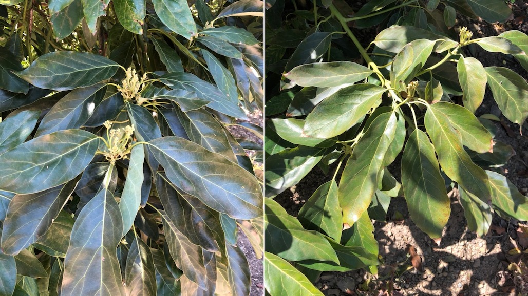 Yellow Leaves In Spring Indicative Of Need To Adjust Nutrient Management