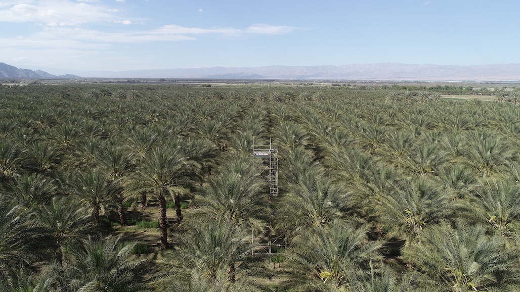 Growers Refine Date Palm Irrigation with UCANR Research