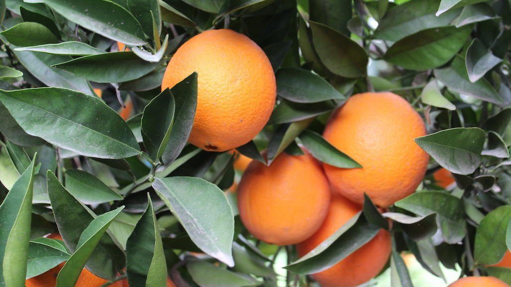 Valencia Orange Production Forecast At 20 Million Cartons
