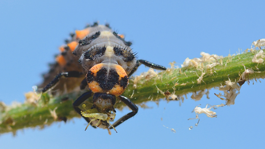 CA Citrus Mutual Joins Group to Speed CA’s Shift to Safer Pest Management