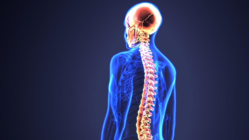 New Study Indicates High Prune Diet Prevents Bone Loss After Traumatic Injury
