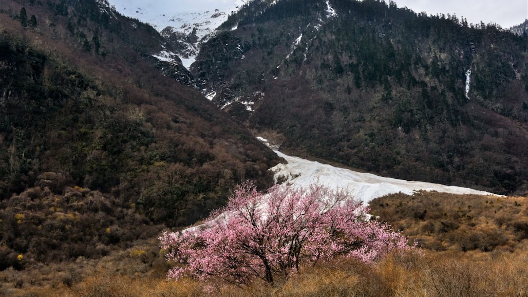 Gene Discovery May Help Peaches Tolerate Climate Stress