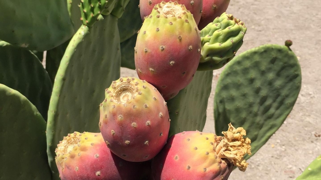With Climate Change Will We Grow Cactus (Biofuel, Food & Forage Crop)?