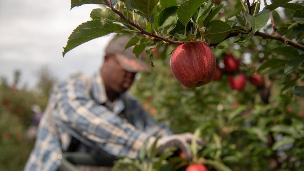 Fabled Silk Road Could be the Route to Better Apples