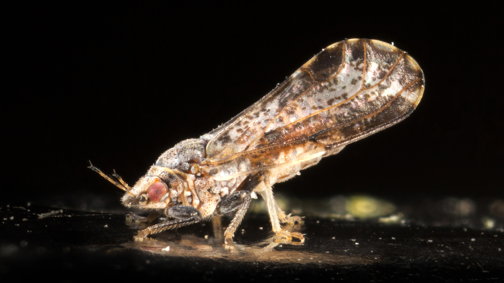 Tarped Against Asian Citrus Psyllid