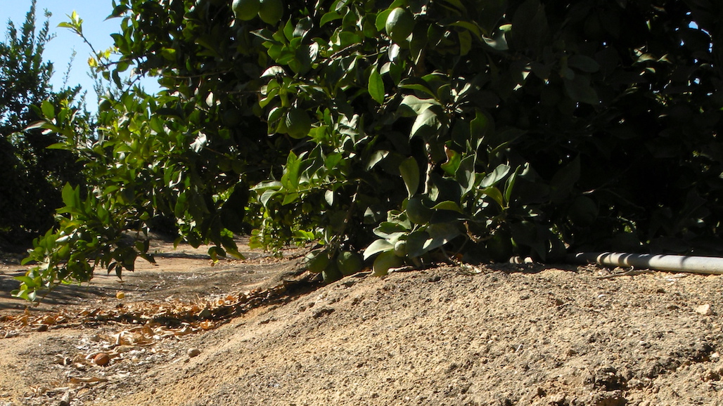 Healthy Roots, Healthy Trees: HLB & Soil Microbes
