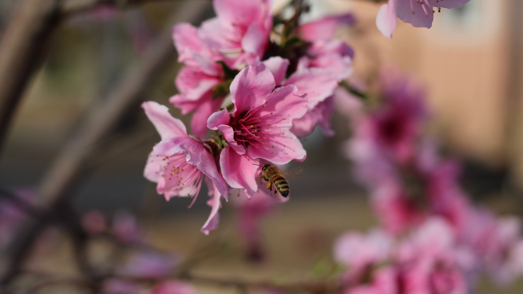 CDFA Teams up with Partners to Introduce California Pollinator Coalition