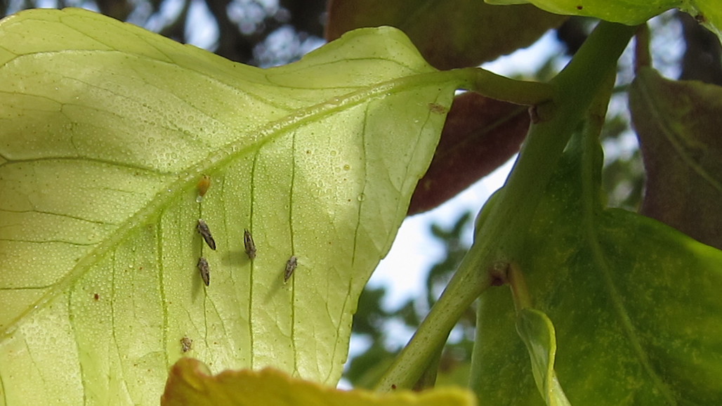 Adding ACP-Effective Materials to Suppress Kern County HLB Vectoring Pest in Citrus