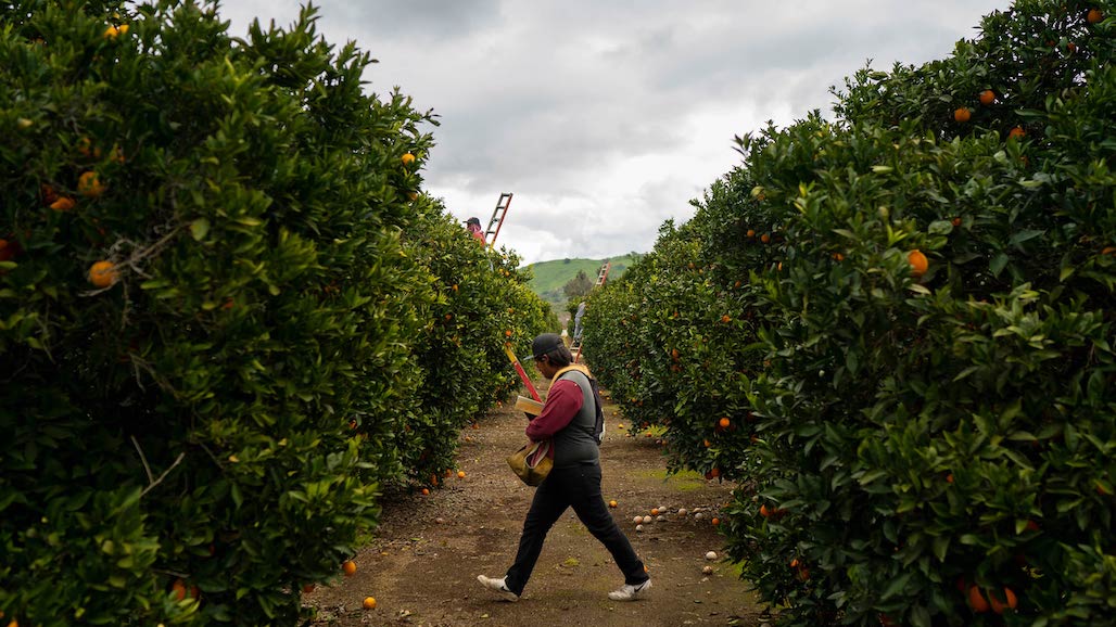USDA to Purchase Fresh Produce Under New TEFAP Program