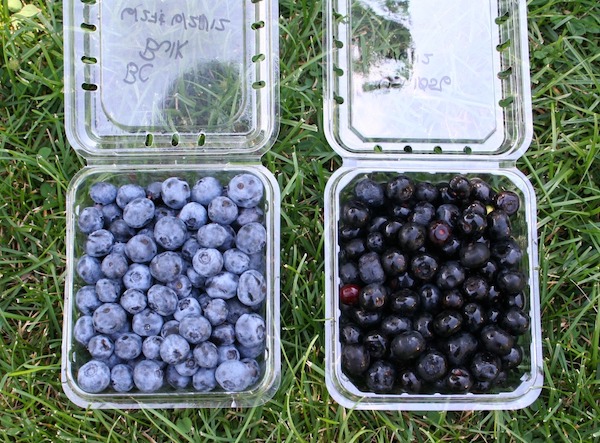 OSU Releases New, Antioxidant-Rich Purple Tomato