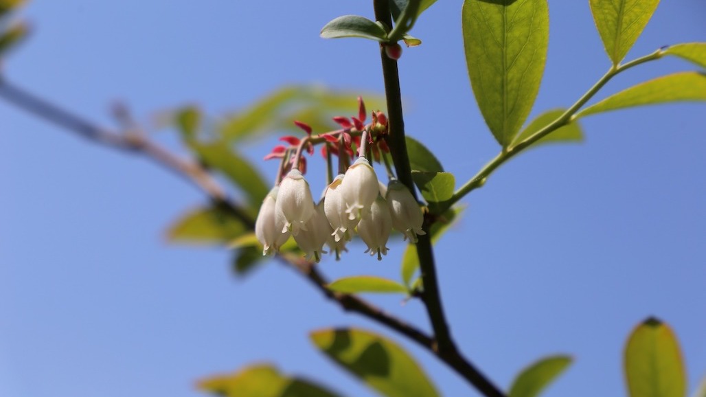Breeding Better Blueberries with USDA