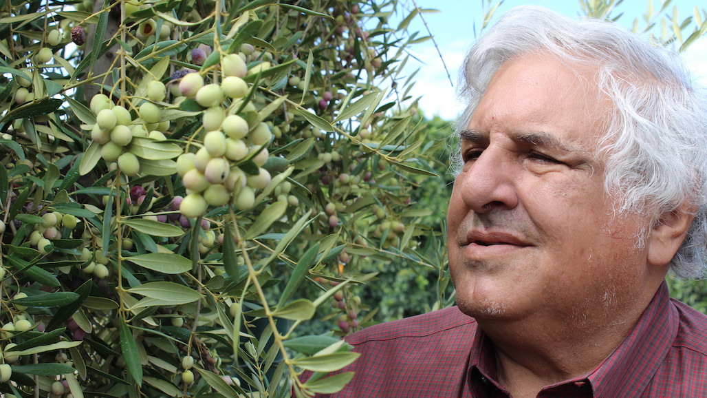 CA Olive Oil Council Announces Recipients of 2021 Extra Virgin Olive Oil Competition