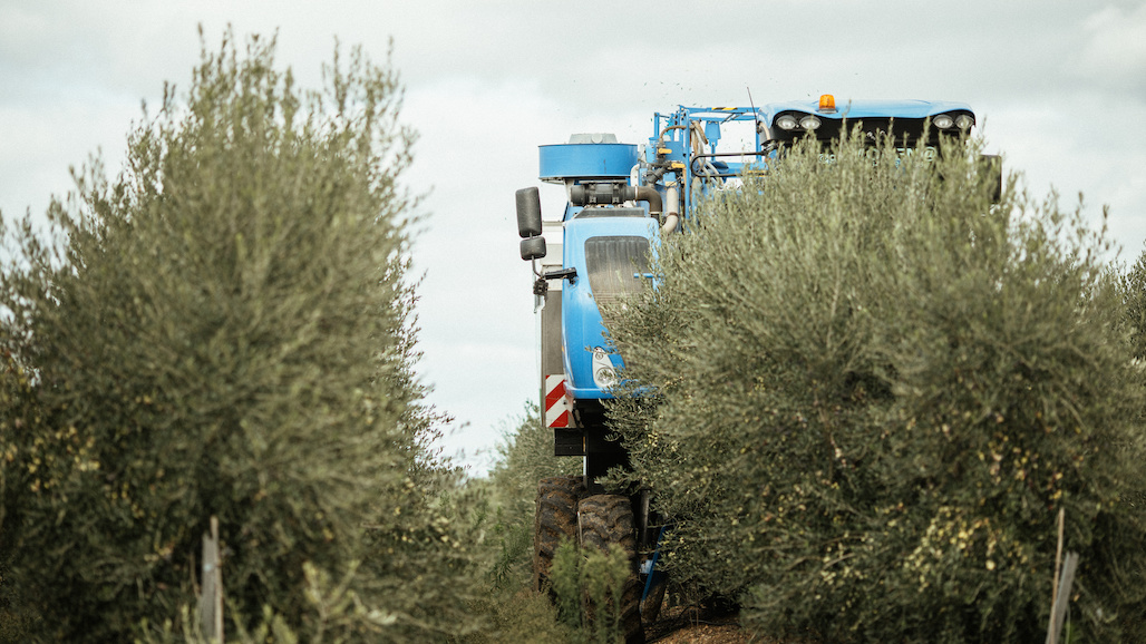 Transitioning to High-Density, Mechanically Harvested Table Olive Acreage
