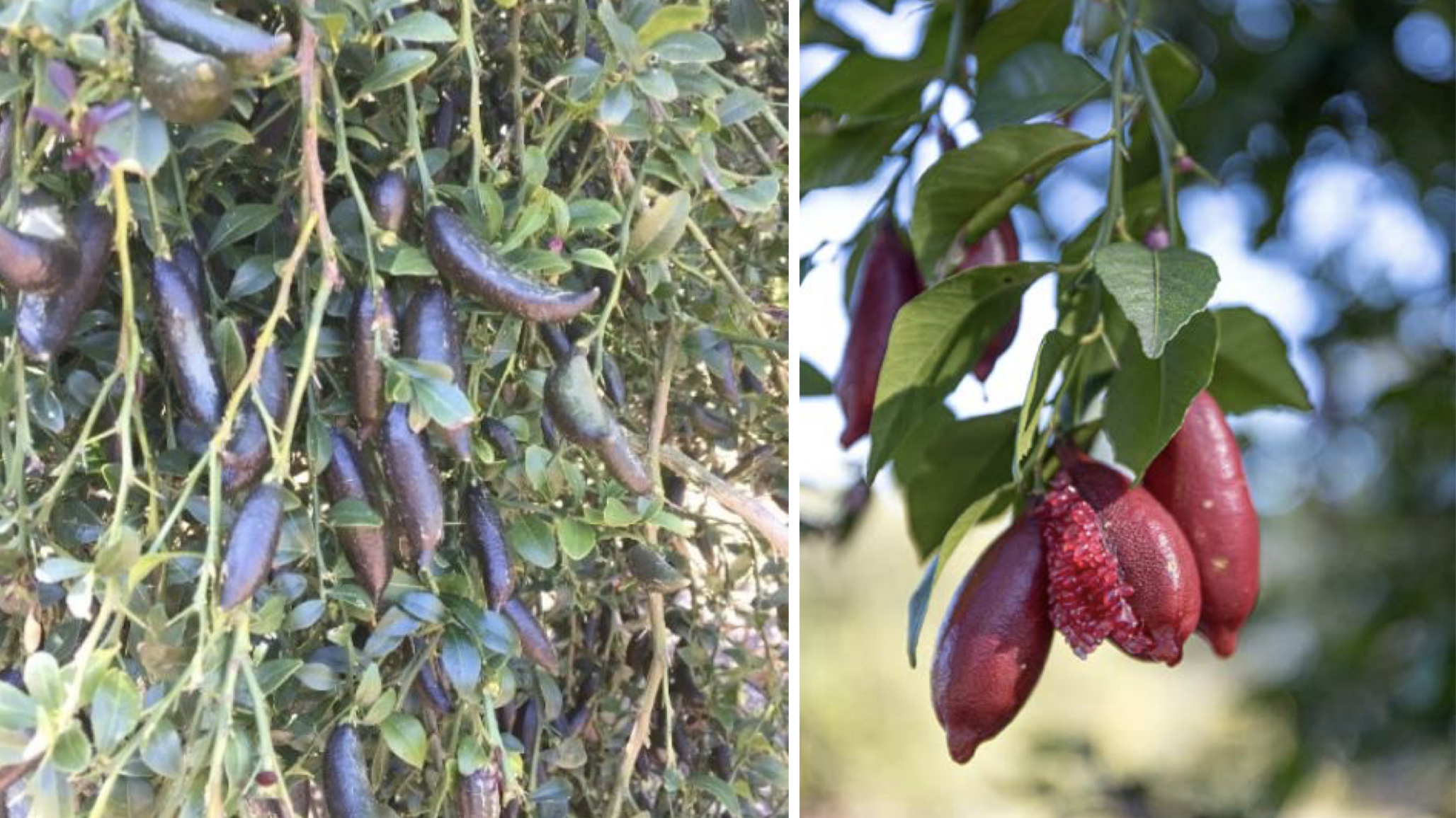 Are Finger Limes Just Another Fad?