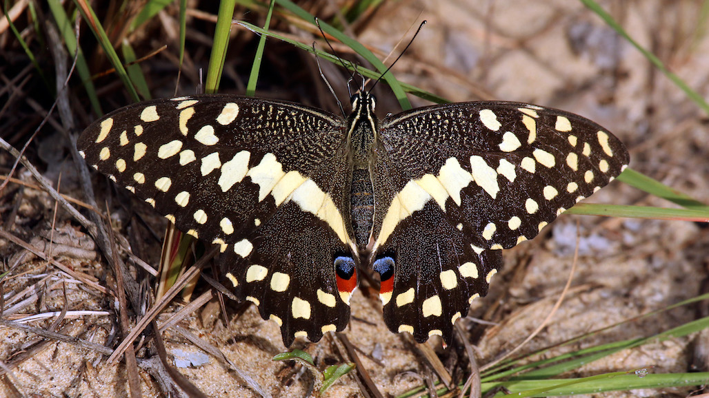 Protect Citrus from Sweet Orange Scab and Lime Swallowtail Butterfly