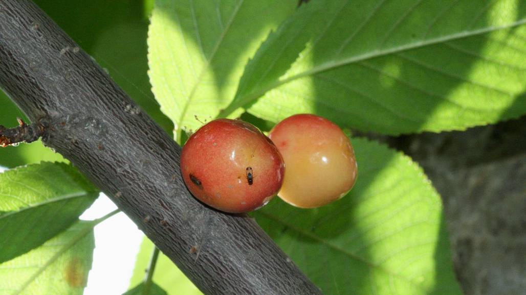 An Organic Alternative to Combatting Spotted Wing Drosophila