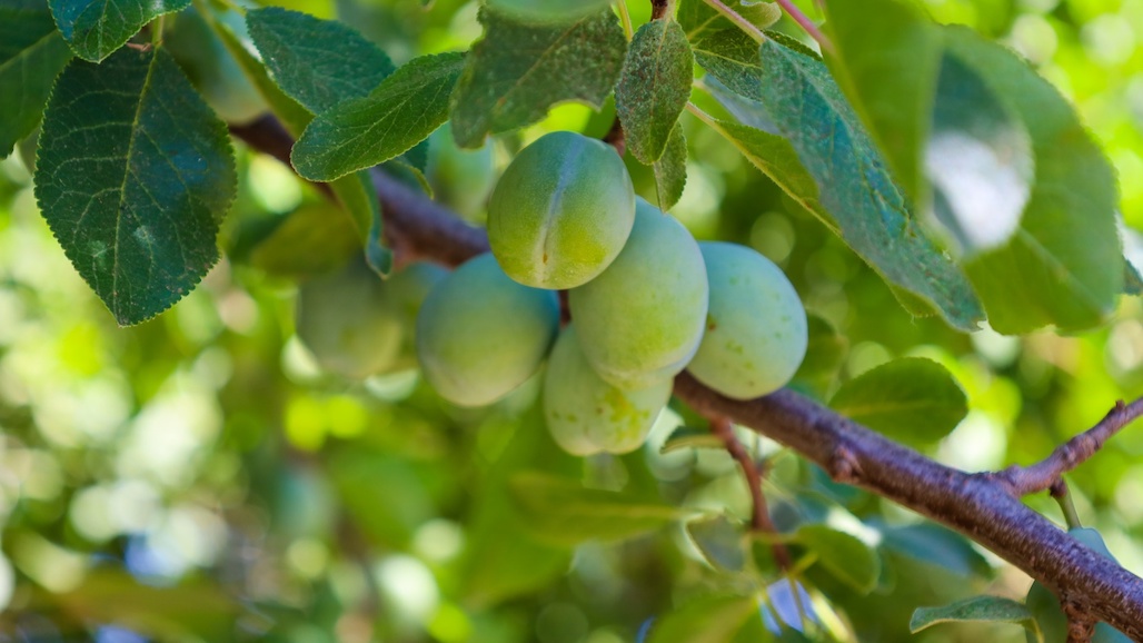 Stable Conditions Set Pace for California’s Premium Prunes