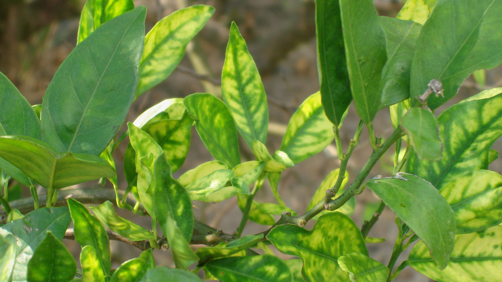 Detection of Citrus Disease (HLB) in San Diego County Establishes New Quarantine Area