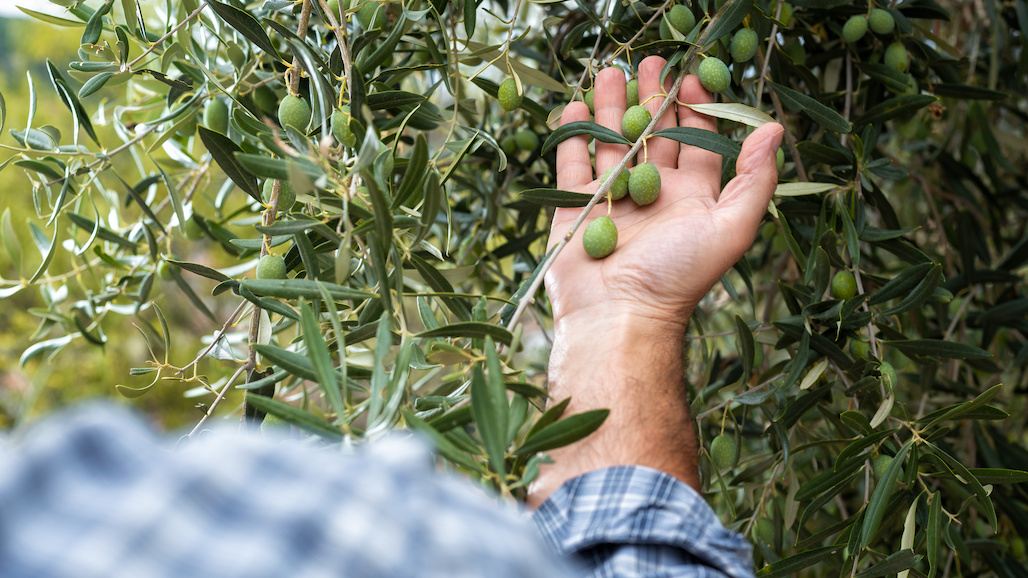2021 CA Table Olive Forecasted to More than Double