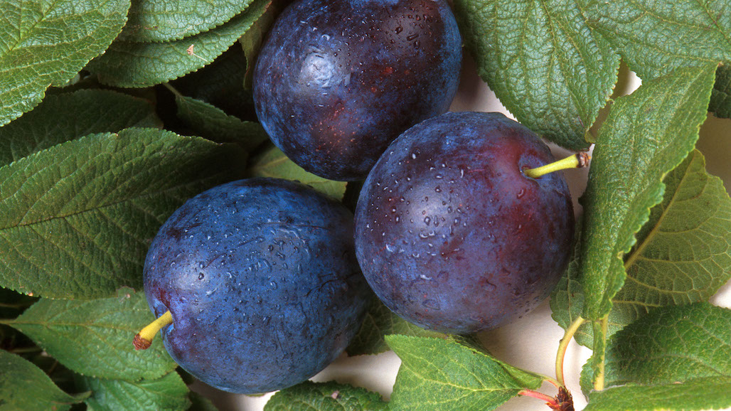 Japan Grants Market Access To California Plums