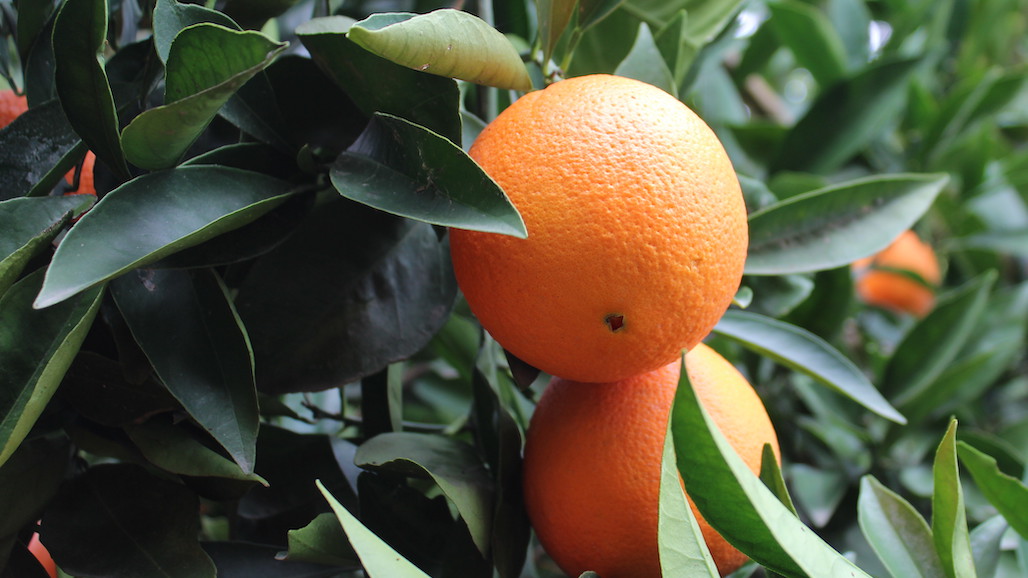 California Navel Orange Crop Forecast Down 14%