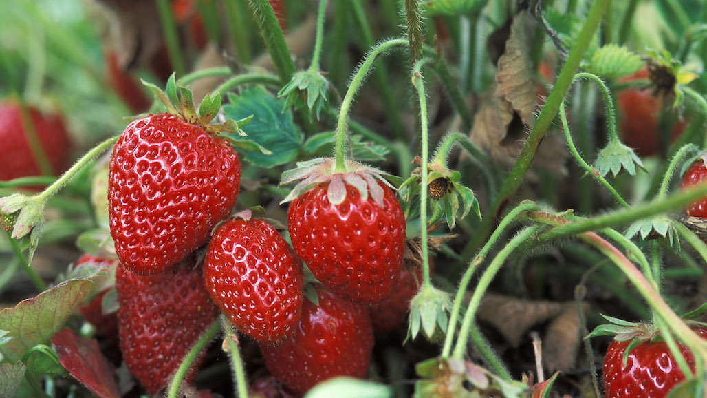Solution for California Soil Salinity