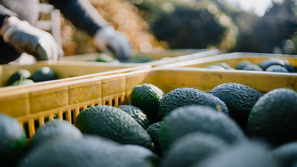 Expanding Global Markets for Mexican Avocado Production