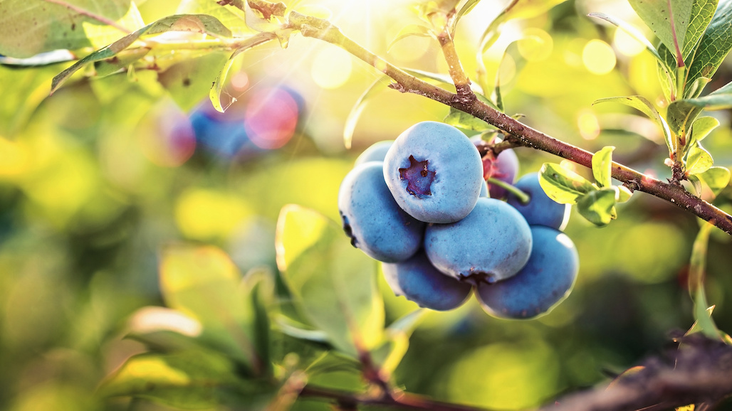 Blueberries Around the Globe – Past, Present, and Future