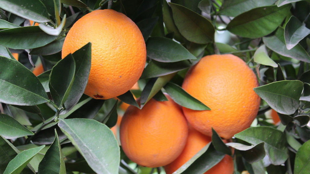 University of Florida Researchers Publish Award-Winning Findings on Grove Design to Produce Oranges Under HLB
