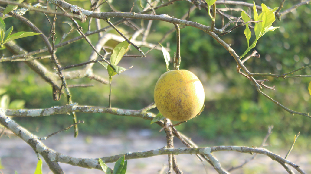 Citrus Growers Join Researchers for Field Day of Emerging Answers