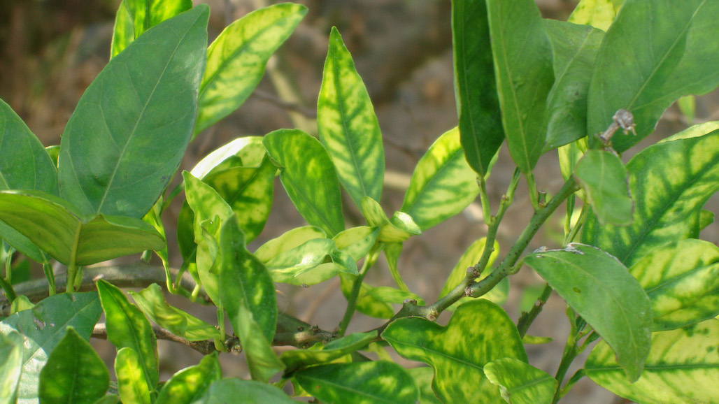 Grower-Shipper Interests Are Intertwined During These Volatile Times