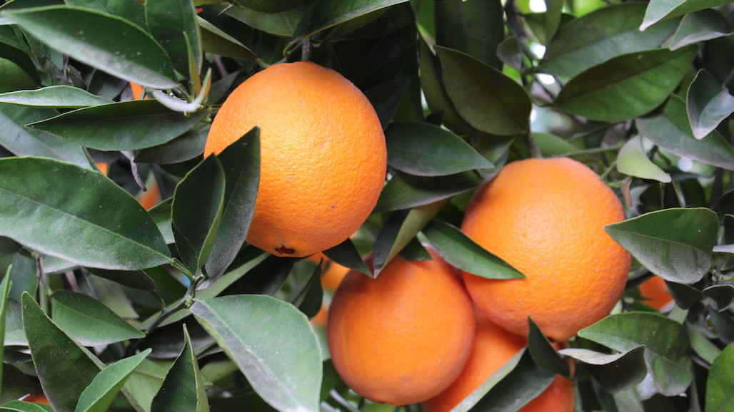 CDFA Seeking New Grower Representative and Public Member for the Citrus Pest & Disease Prevention Committee
