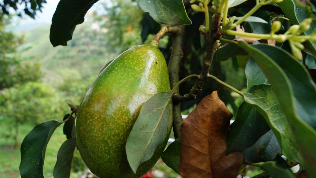 UCR Seeking CA Avocado Grower Cooperators