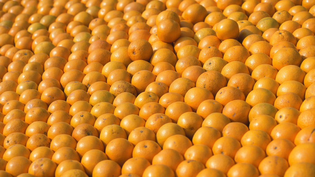 Turkish Orange Crop Forecast Up 40%